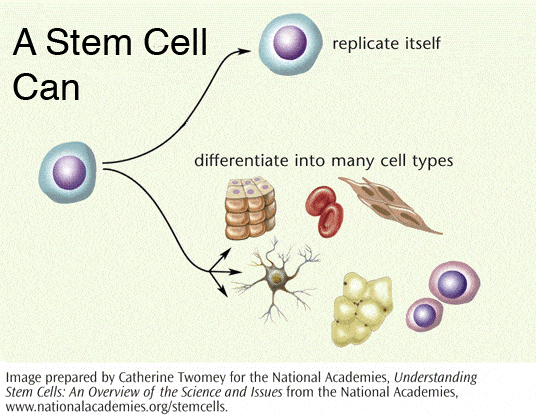 Stem Cell Therapy
