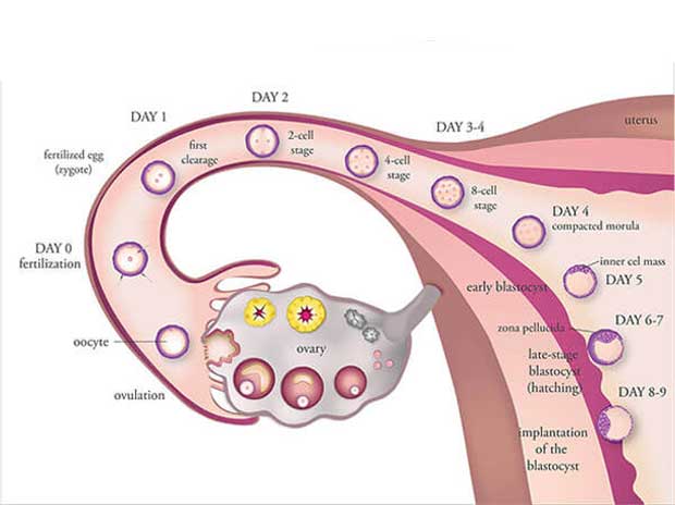 induction of ovulation